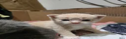 Mixed Breed cats for sale: 6x Gorgeous kittens - Advert 3