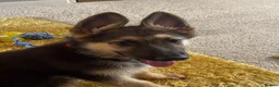 German Shepherd dogs for sale: Special Home Needed  - Advert 4