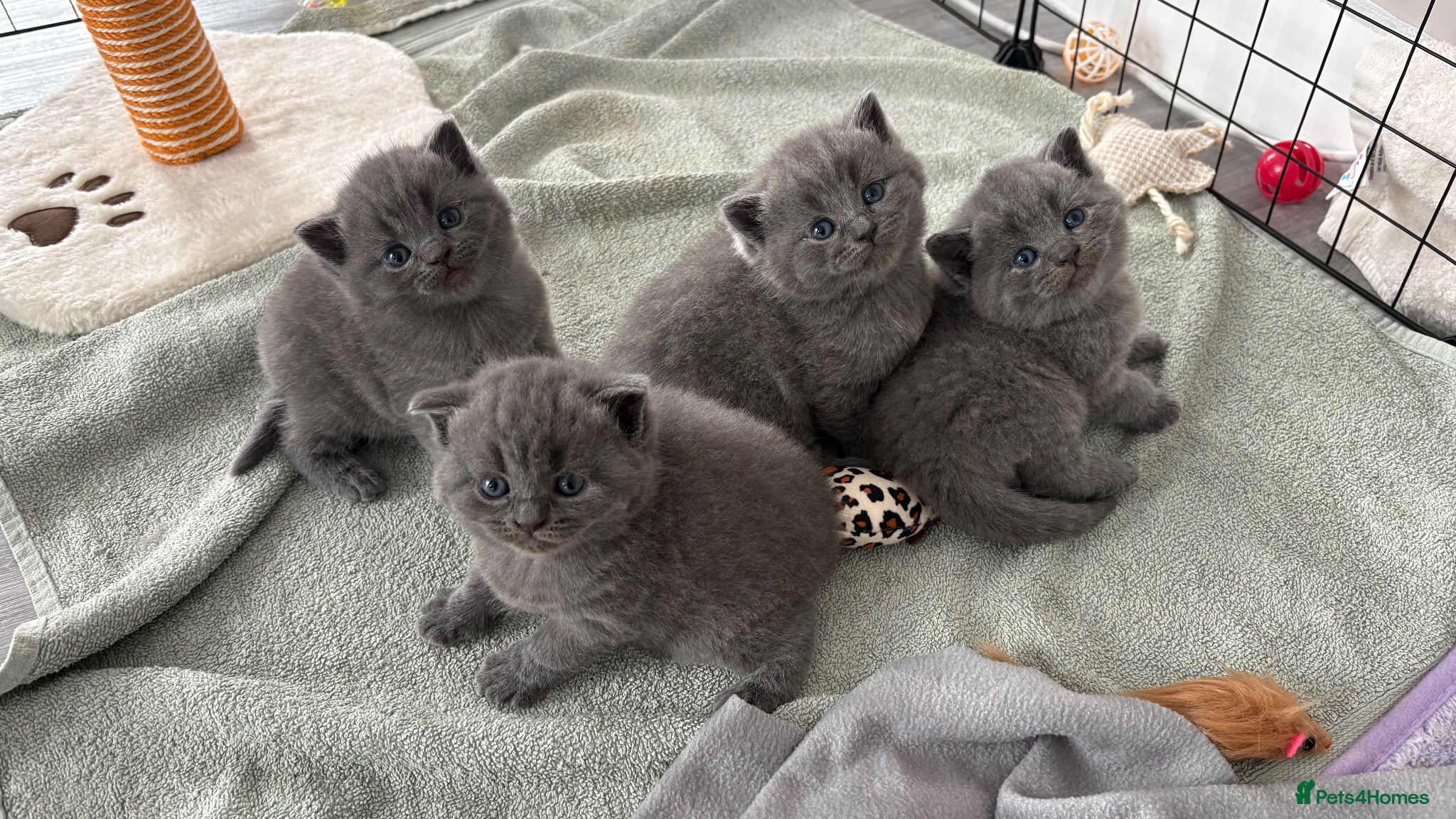 British Shorthair cats Two Female Grey British Short hair kittens  - Advert 1