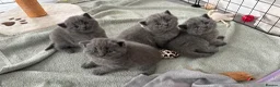 British Shorthair cats for sale: Two Female Grey British Short hair kittens  - Advert 1