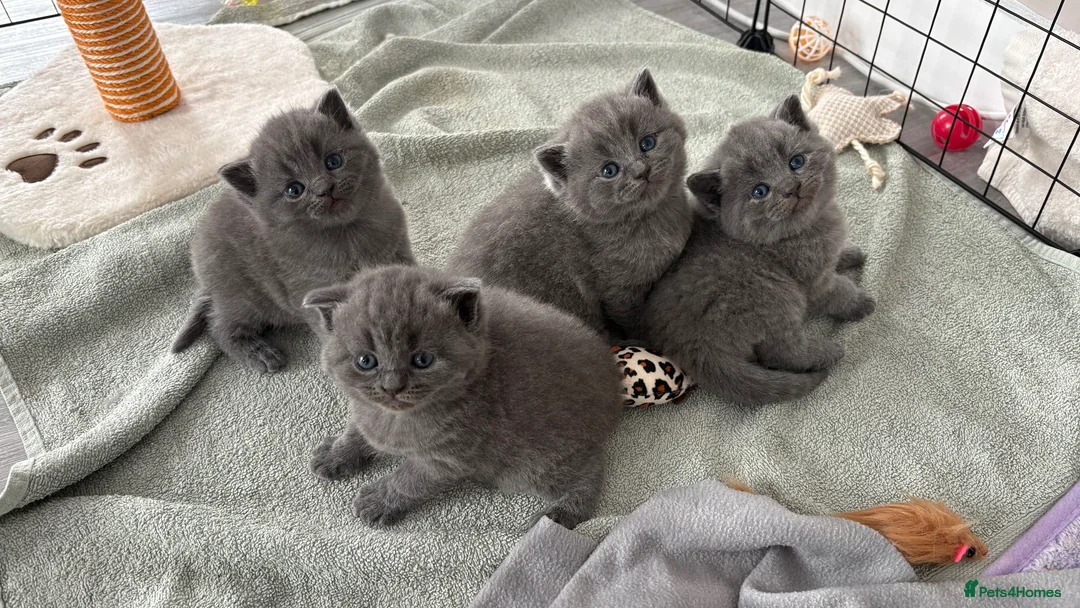 British Shorthair cats for sale: Two Female Grey British Short hair kittens  - Advert 1