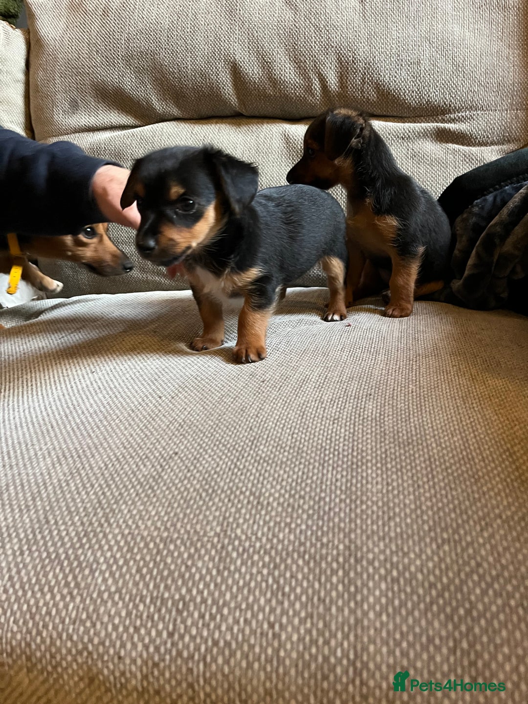 Jack Russell dogs for sale: Jack Russell puppies for sale - Advert 23