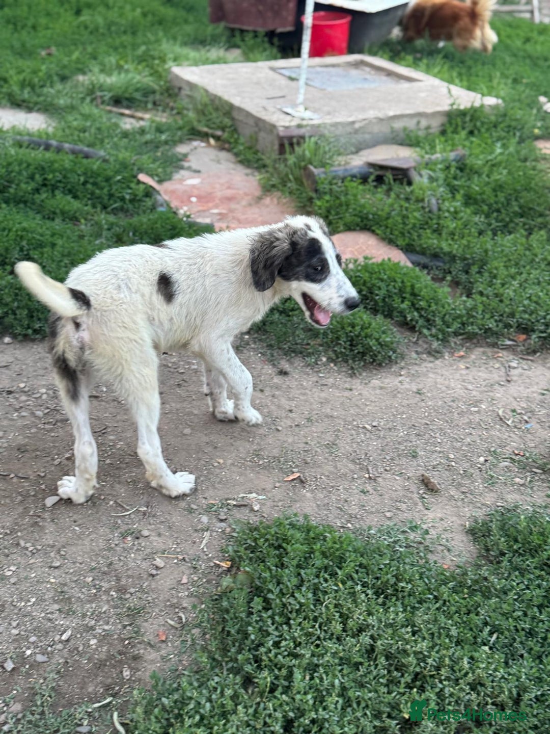 Mixed Breed dogs for adoption: ODIN, a superb young boy - for a Loving Home - Image 36