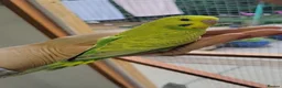 Budgerigars birds for sale: Budgies for sale - Advert 5