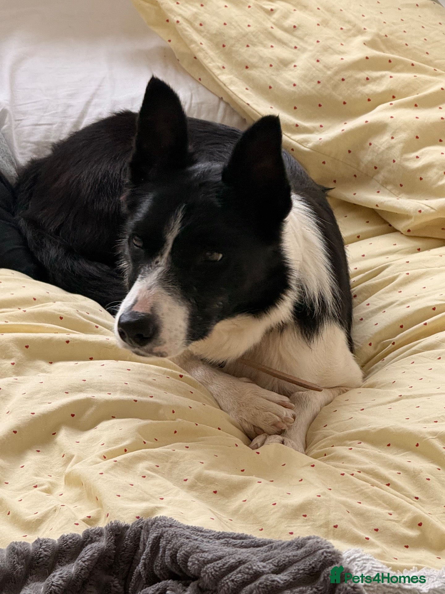Border Collie dogs Meet Lass - Advert 1