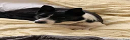 Border Collie dogs for sale: Meet Lass in Wellingborough - Advert 1