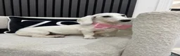 Miniature Dachshund dogs for sale: Pure White GHOST dachshunds - Advert 26