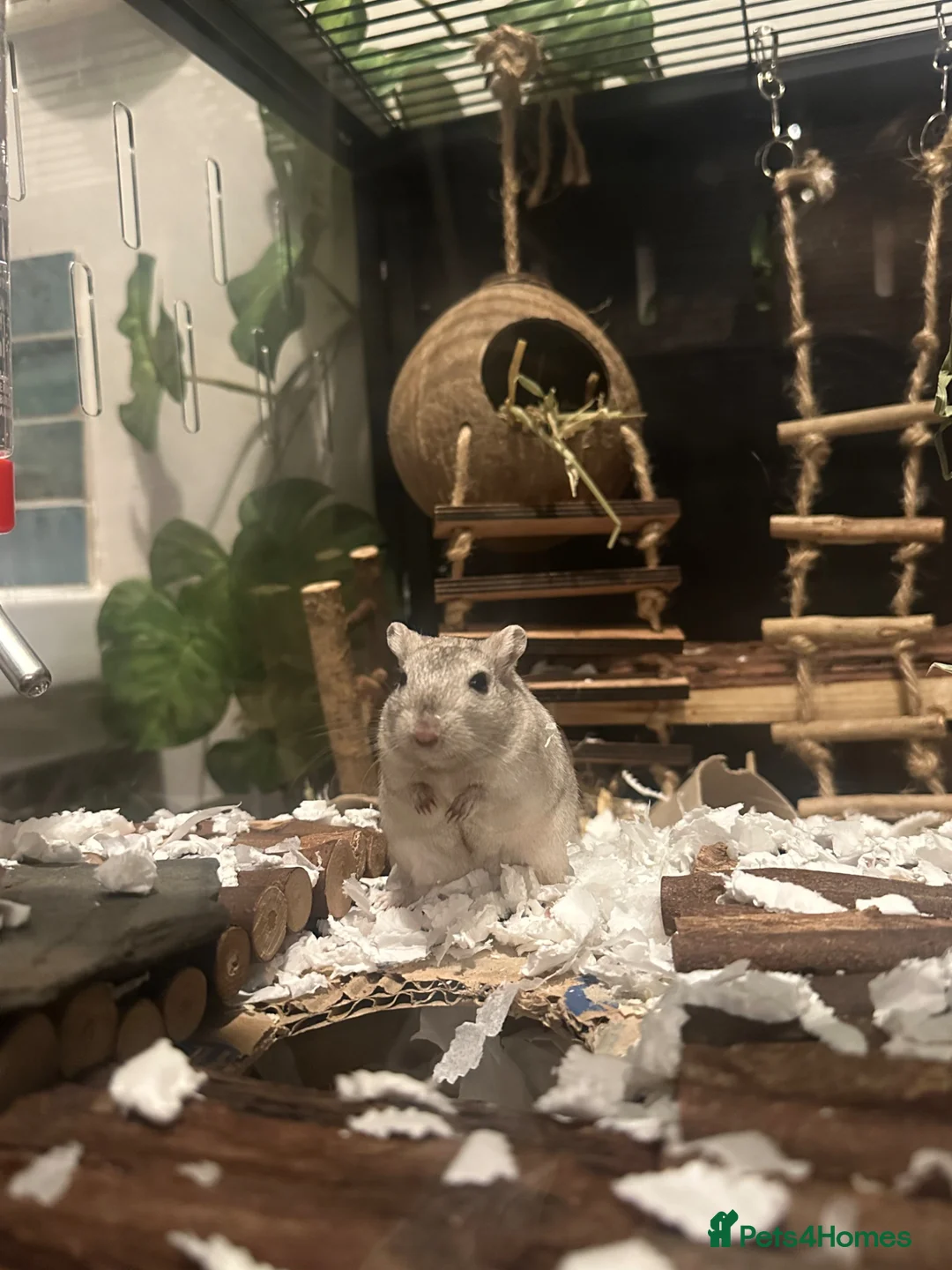 Gerbil rodents for sale: Smokey and Peanut - Advert 4