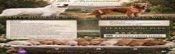 Golden Retriever dogs for stud: TOP CLASS! DNA & ICT CLEAR PERFECT STUD  - Advert 16