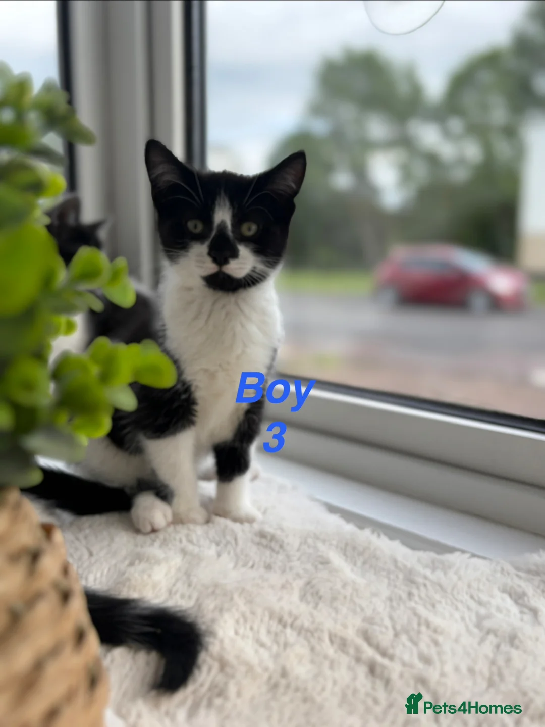 Mixed Breed cats for sale: Beautiful playful kittens looking for loving homes - Advert 1