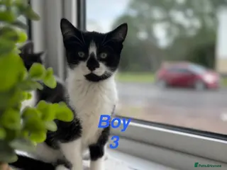 Mixed Breed cats Beautiful playful kittens looking for loving homes - Advert 17