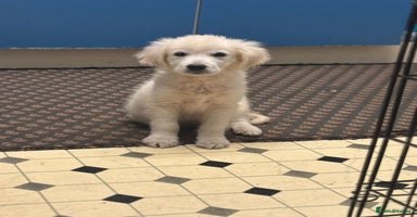 Golden Retriever dogs Beautiful golden retriever boy puppy  - Advert 6