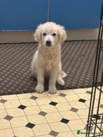 Golden Retriever dogs Beautiful golden retriever boy puppy - Advert 13