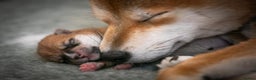 Japanese Shiba Inu dogs for sale: Outstanding quality two girls available. - Advert 13