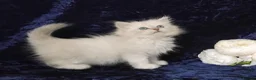 Siberian cats for sale: GCCF Registered Siberian Kitten For Sale  - Advert 11