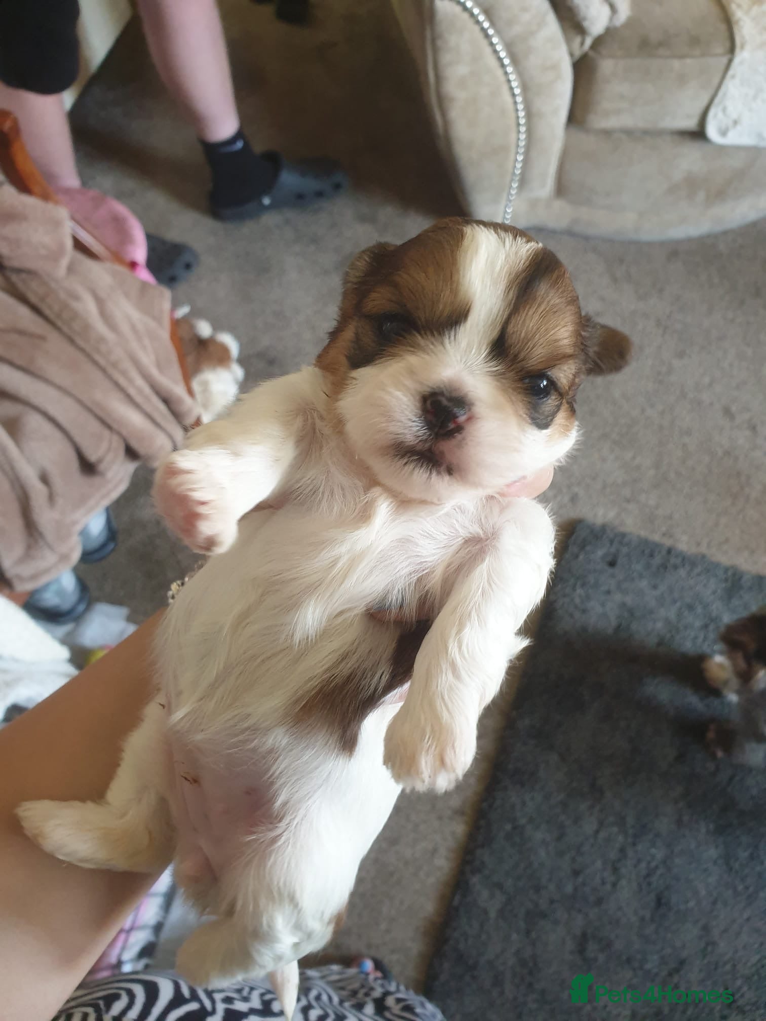 Shih Tzu Puppy 4