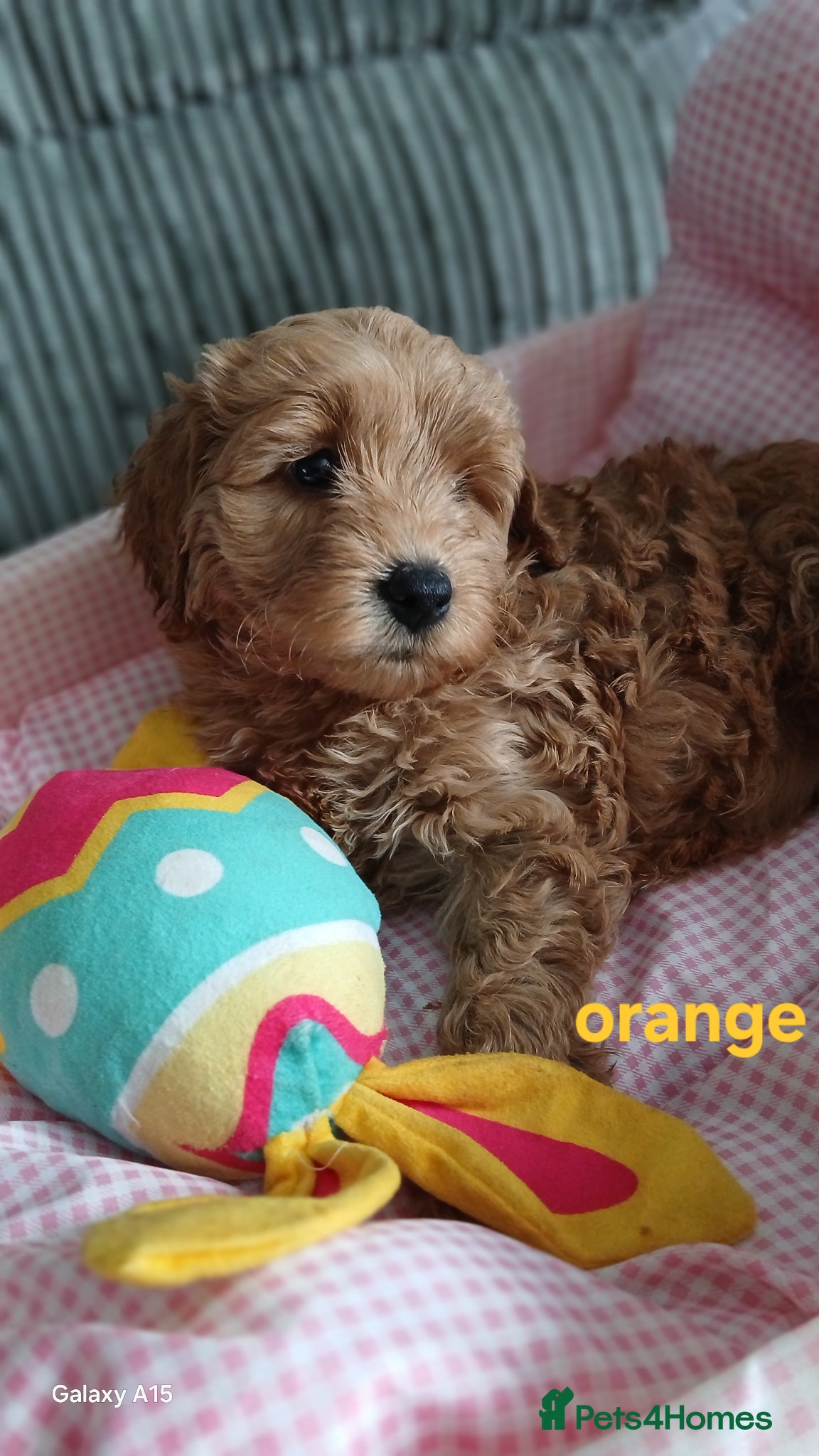 Cockapoo dogs 6 stunning cockerpoo only 2 boys 2 girls left - Advert 2