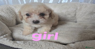 Maltipoo dogs - Advert 3