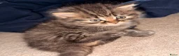 Persian cats for sale: READY TO LEAVE - OFFERS CONSIDERED  in Telford - Advert 8