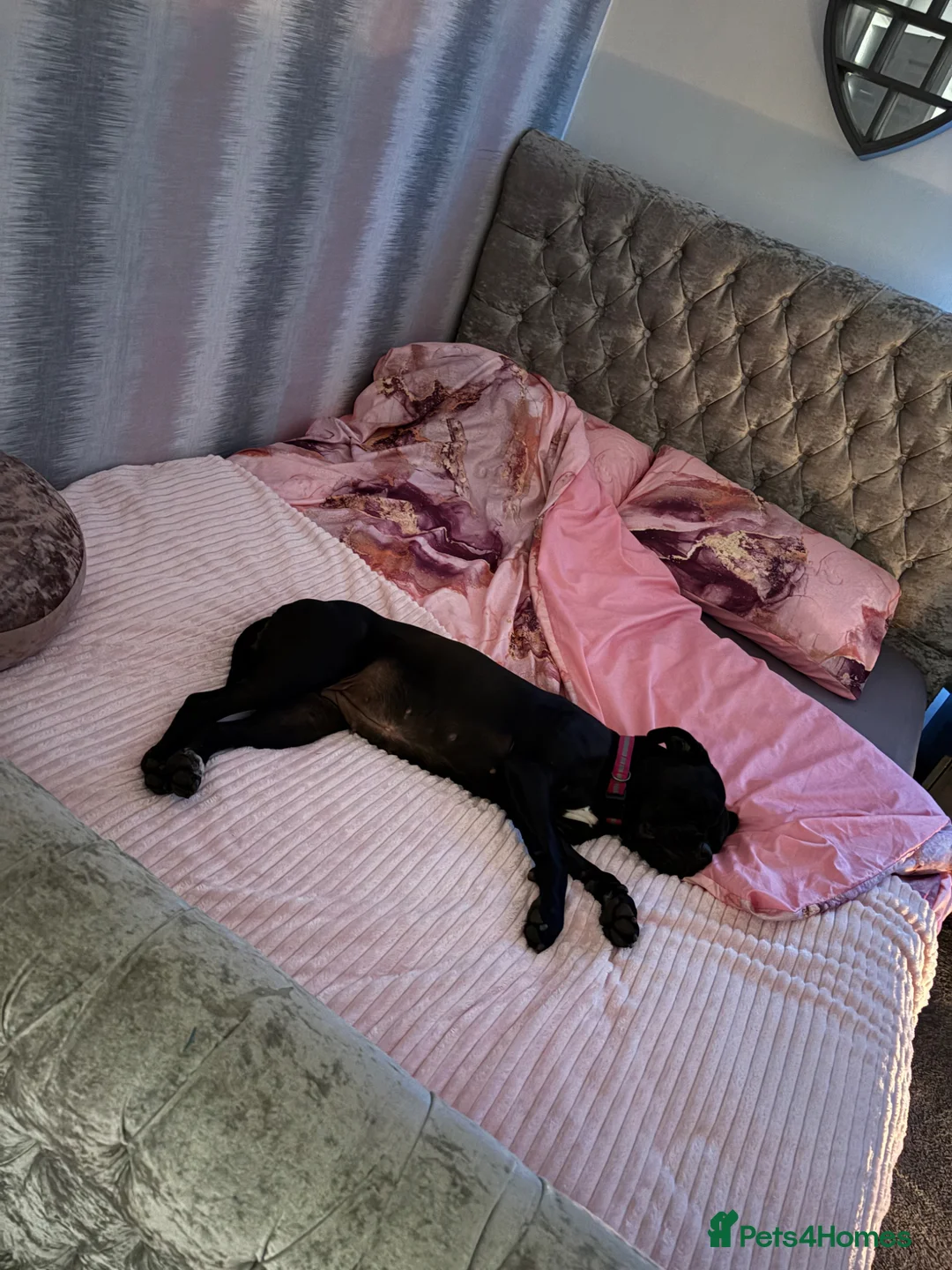 Mixed Breed dogs for sale: Female cane corso X - Advert 2
