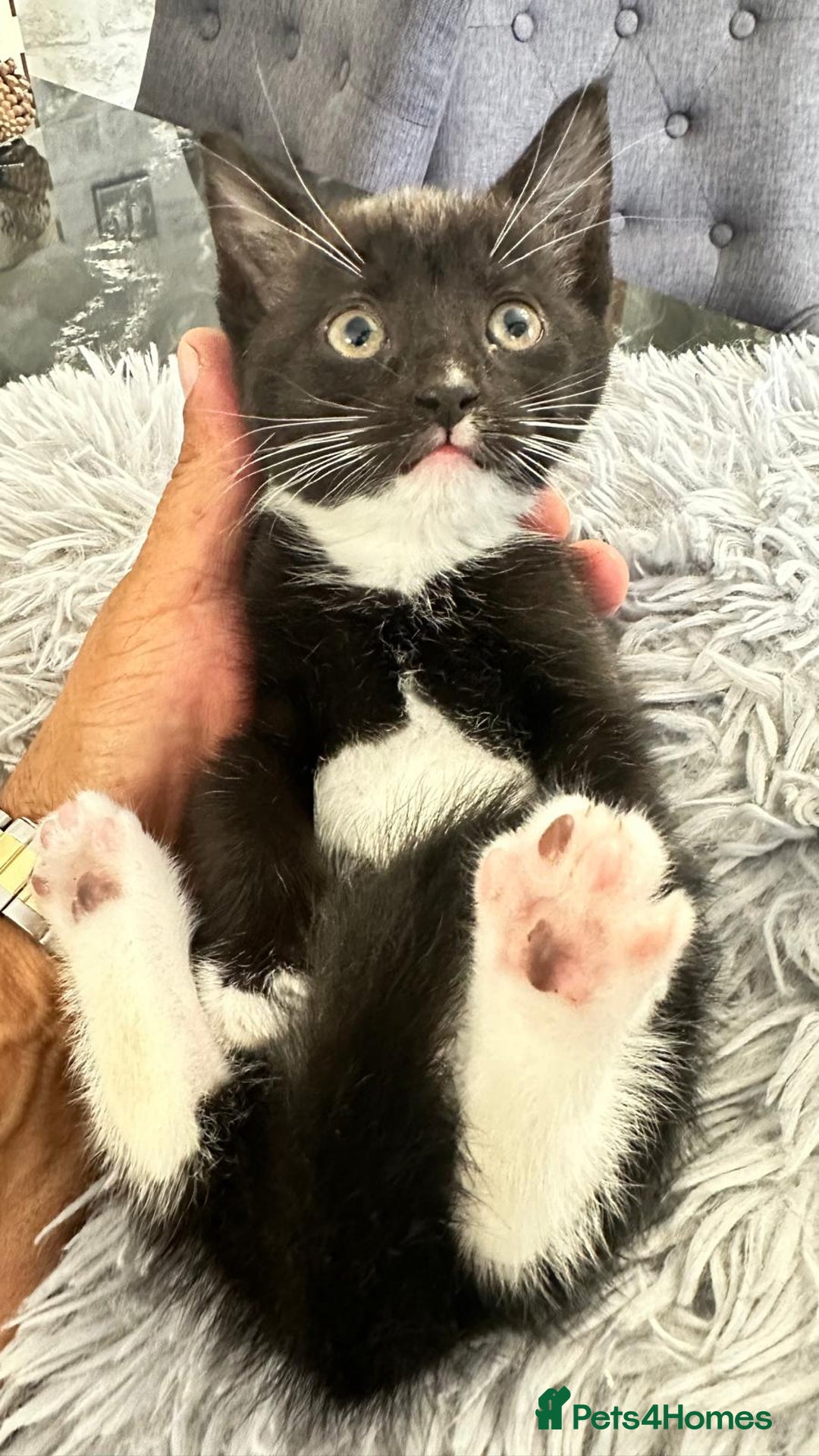 Asian cats for sale: Kittens - Image 6