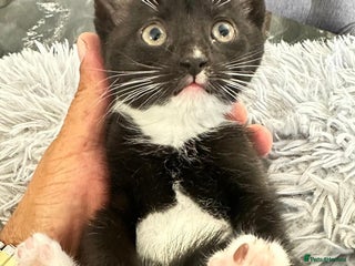 Asian cats - Advert 2