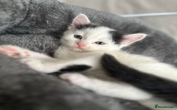 Domestic Shorthair cats for sale: Black & White Kitten for Sale – 7 Weeks Old  - Image 1