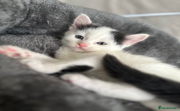 Domestic Shorthair cats - Advert 1