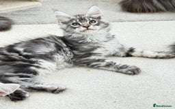 Maine Coon cats for sale: Outstanding pedigree kittens ready to leave - Image 22