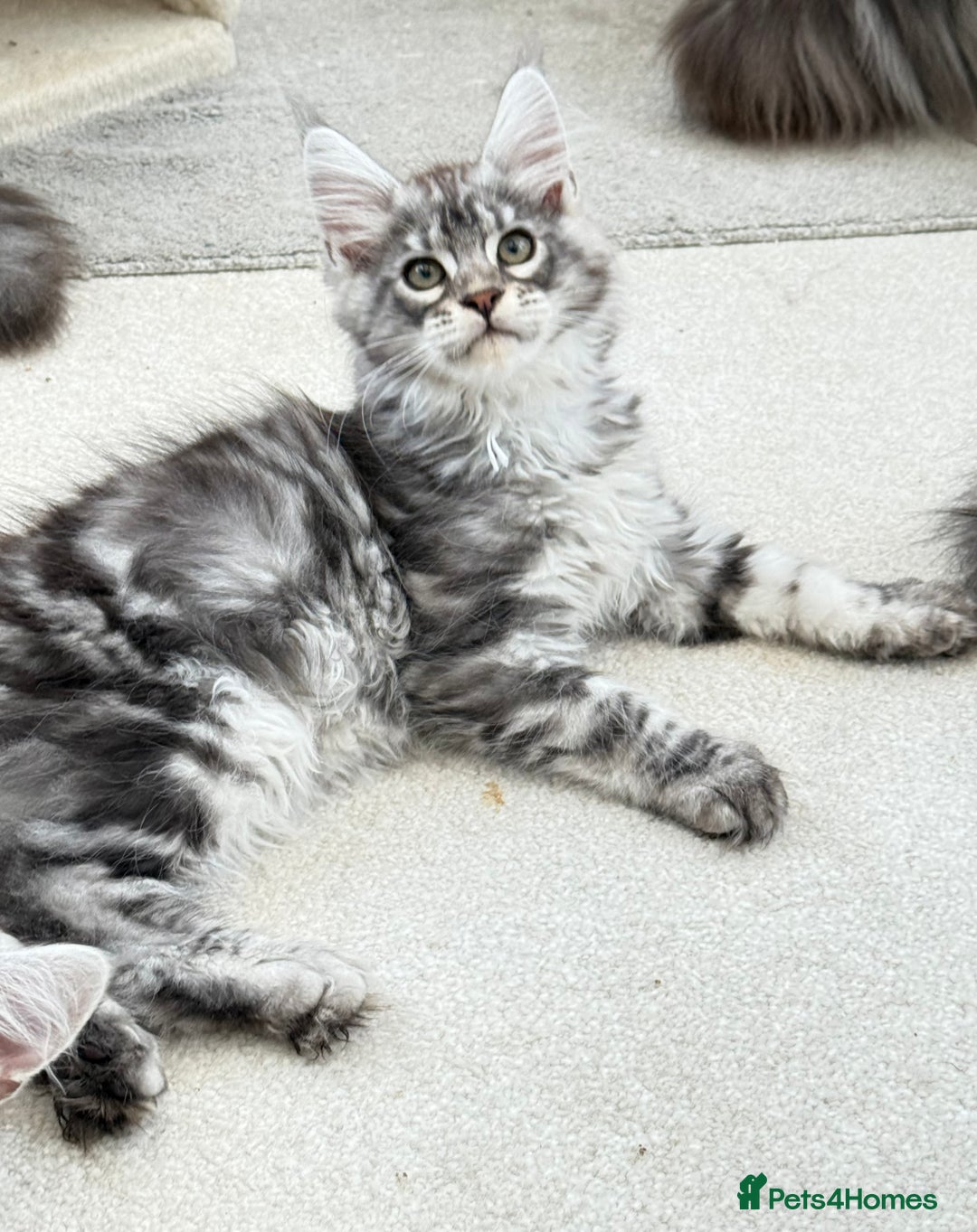Maine Coon cats for sale: Outstanding pedigree kittens ready to leave - Image 22