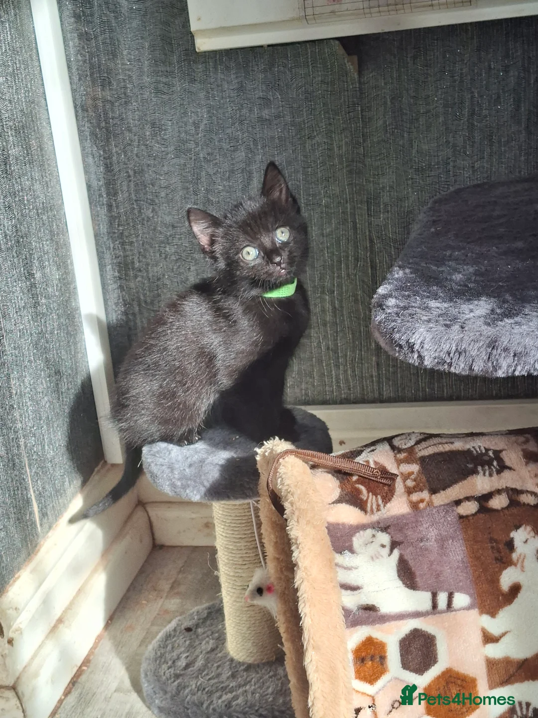 Mixed Breed cats for sale:  Beautiful bundles of joy in Leicester - Advert 2