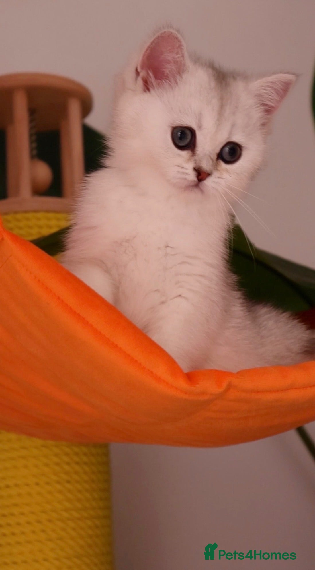 British Shorthair cats ✨🐻‍❄️Last British Shorthair girl🤍ready now‼️✨ - Advert 1