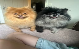 Pomeranian dogs for sale: Pomeranians - Image 6