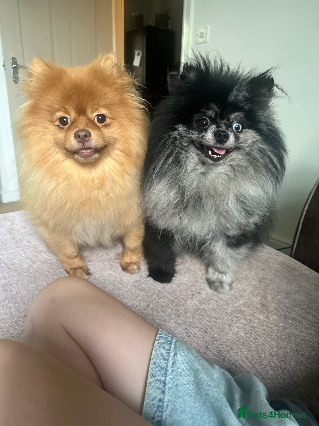 Pomeranian dogs for sale: Pomeranians - Image 6