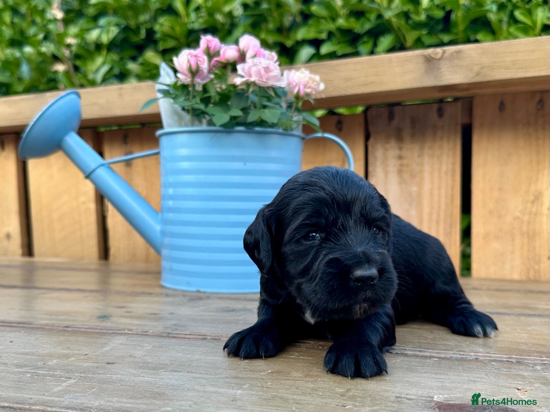 Mixed Breed dogs for sale: Gorgeous litter of 8 x F1 Sprocker Spaniels - Image 27