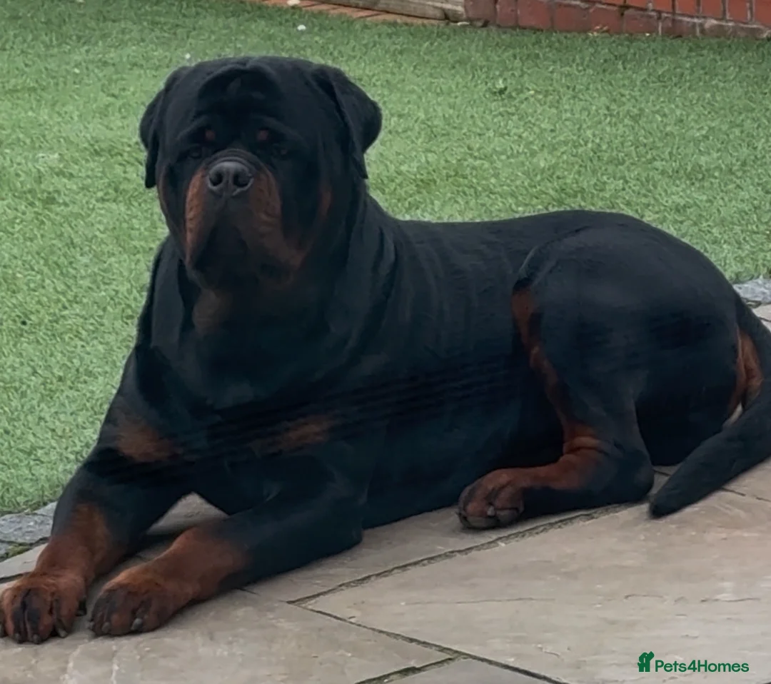 Rottweiler dogs for stud: HUGE HEALTH TESTED STUD - 0/0 hips 0/0 elbows in Bedford - Advert 5