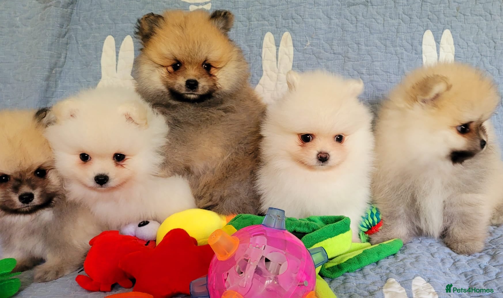 Pomeranian dogs Stunning KC Pomeranian Puppies for sale - Advert 1