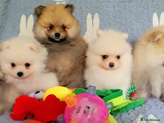 Pomeranian dogs Stunning KC Pomeranian Puppies for sale - Advert 2