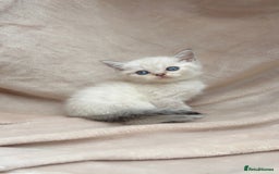 British Shorthair cats for sale: Blue eyed creme/white British shorthair kittens - Image 5
