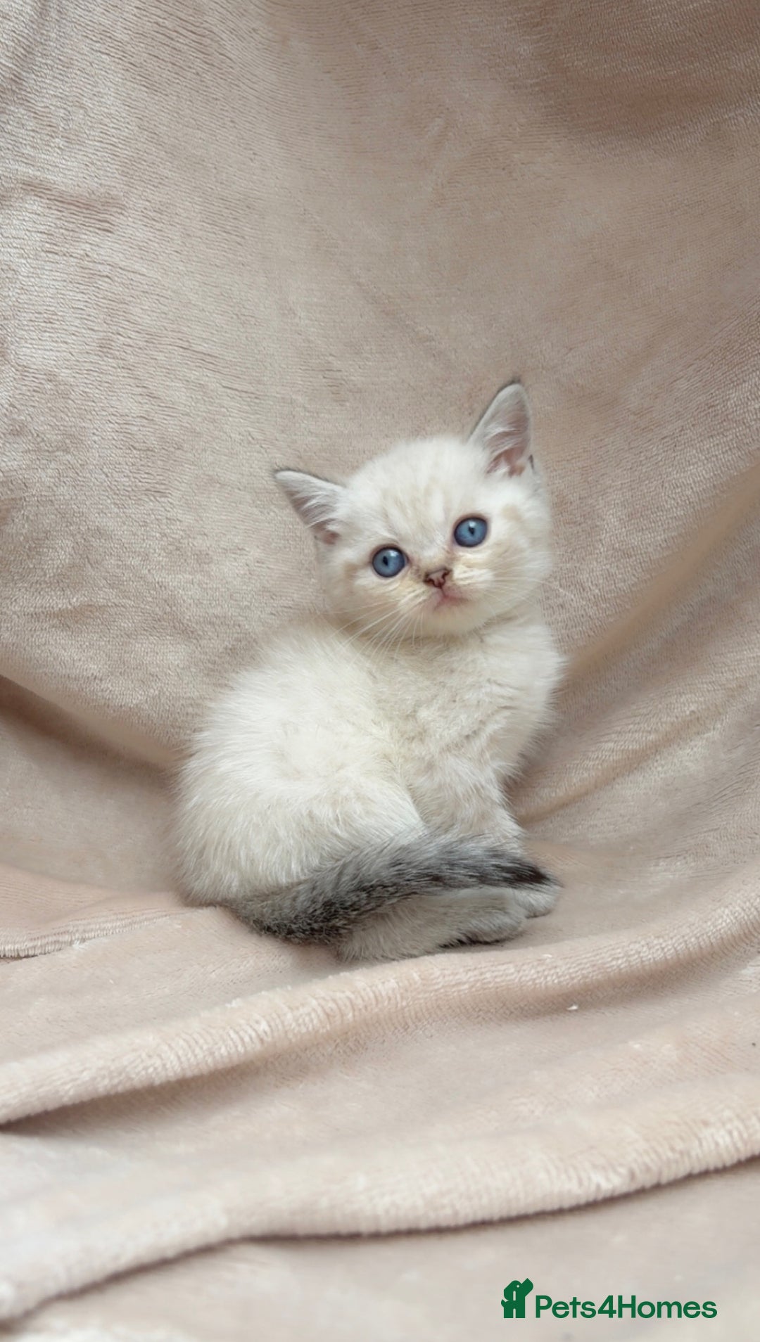 British Shorthair cats for sale: Blue eyed creme/white British shorthair kittens - Image 5