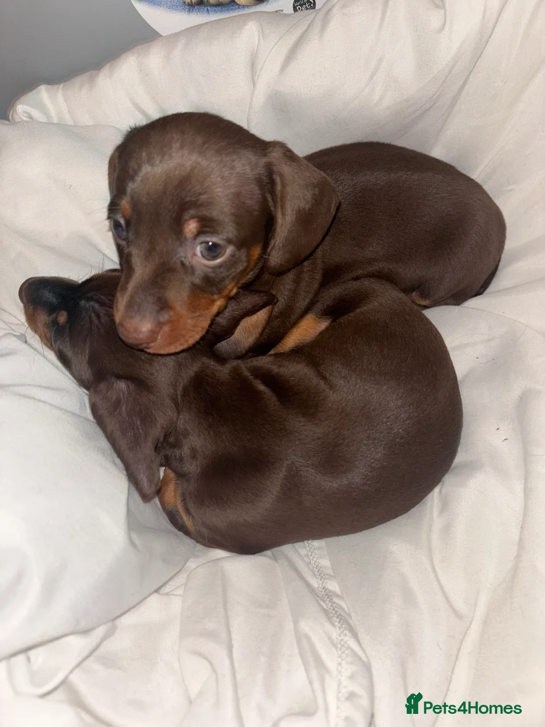 Miniature Dachshund dogs for sale: Miniature dachshund ready in feb  - Advert 5
