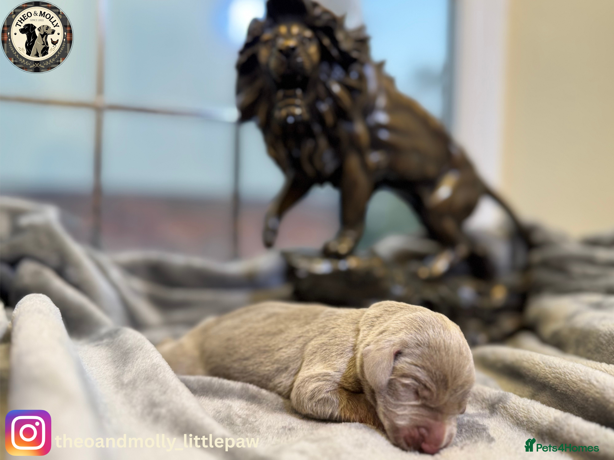 Weimaraner dogs  ❤️Adorable KC-Registered Weimaraner Puppies❤️ - Advert 2
