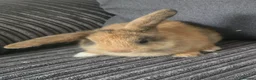 Mixed Breed rabbits for sale: Baby Bunnies for sale - Advert 3