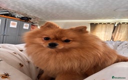 Pomeranian dogs for sale: 1 year old Pomeranian for sale  - Image 5