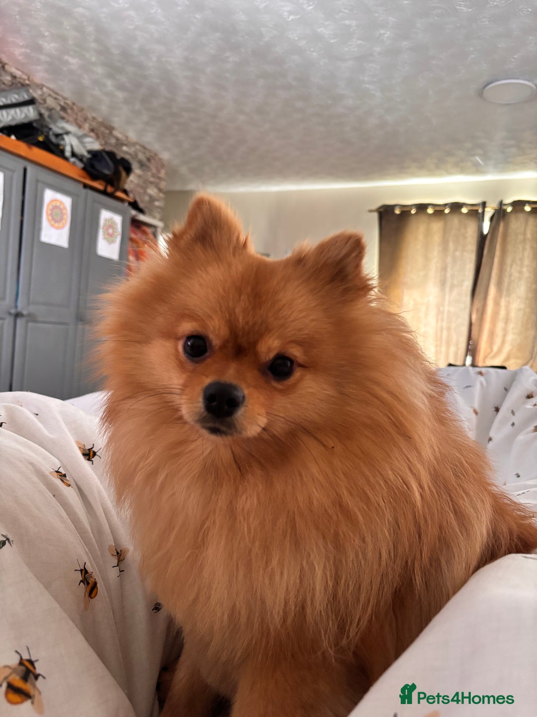 Pomeranian dogs for sale: 1 year old Pomeranian for sale  - Image 5