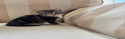 Mixed Breed cats for sale: 5 Beautiful Kittens Ready For their forever homes - Advert 2
