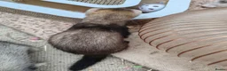 Ferret rodents for sale: Ferrets for sale in Birkenhead - Advert 13