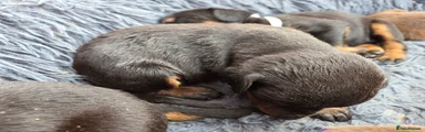 Dobermann 3
