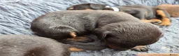 Dobermann dogs for sale: Healthy, happy Dobermann puppies available - Advert 6