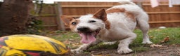 Jack Russell dogs for stud: Parson Jack Russell for stud - Advert 6